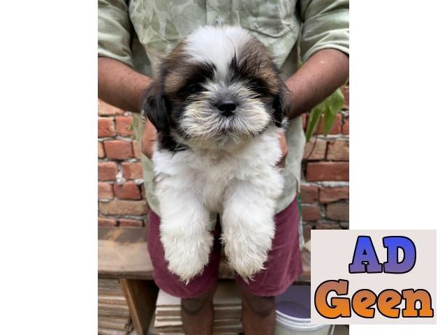 used TOP SHOW QUALITY SHIHTZU WITH VACCINE AVL FOR REHOMING 7042450221 for sale 